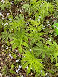 Image result for Pleopeltis  × simiana