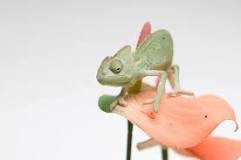 How much should a baby chameleon eat?