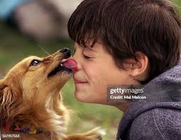 45 Dog1 Stock Photos, High-Res Pictures, and Images