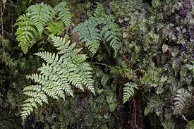 Image result for Dryopteris kilemensis