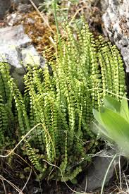 Image result for Asplenium volkensii