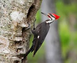 No need to register, buy now! How Big Is A Pileated Woodpecker