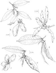 Image result for Xylopia collina