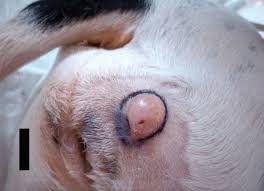 Image result for mastocytoma in dogs