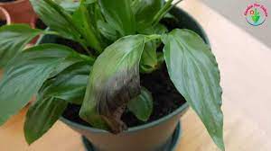 Check spelling or type a new query. Peace Lily Leaves Turning Black And How To Fix It Garden For Indoor