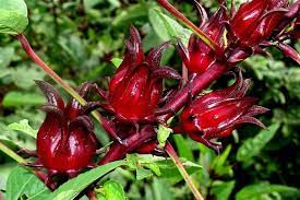 4 what do i feed my rosella? The Benefit Of Rosella Plant Steemit