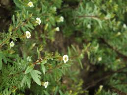 Image result for Limnophila bangweolensis