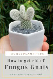 Rots are the biggest bane for owners of cacti and occur when plants are overwatered and temperatures are low. My Top 5 Ways To Remove Fungus Gnats Sacred Elements In 2020 Fungi House Plant Care Houseplants Low Light