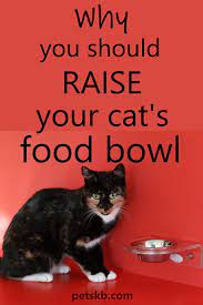 18 Easy Ways To Make Your Cat S Life Amazing Cat Food Dish Best Cat Food Cats