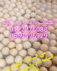 لقيمات ديما خميس مشيط لقيمات ديما الرائعة خميس مشيط