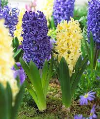 Some of the more common spring companion plants keep the planting area going when bulbs are dormant. Fragrant Spring Blooming Bulbs