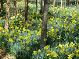 Wild Daffodil Field In Dartmouth Ma Mom S Favorite Flowers Beautiful Flowers Garden Daffodils Garden Styles