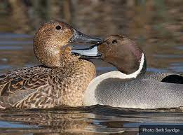 Duck is a common name encompassing numerous species in the waterfowl family anatidae, like swans and geese. Du Quizzes