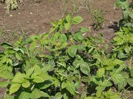 Image result for Cyamopsis