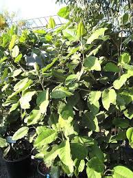 Image result for Magnolia delavayi