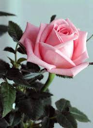 Beautiful Flowers For Her Birthday 10 Kinds Of Flowers You Can Easily Offer Your Other Half On Her Birthday Party Beautiful Rose Flowers Rose Flower Hybrid Tea Roses