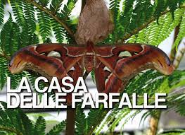 Come arrivare la casa delle farfalle si trova a montegrotto in via degli scavi 21. La Casa Delle Farfalle Metropolitano It