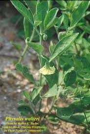 Image result for Physalis viscosa
