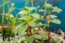 Image result for Mentha aquatica