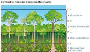 Tropischer Regenwald Msa Berlin De Vorbereitung Auf Den Msa