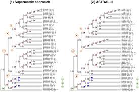 Image result for Brachystegia torrei