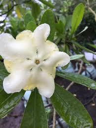 Image result for Voacanga thouarsii