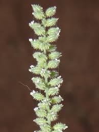 Image result for Tragus berteronianus