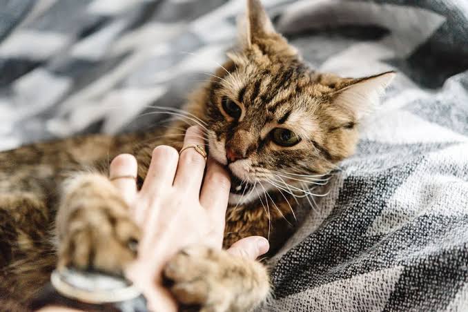 Why Does My Cat Bite Me? 5 Common Reasons Explained