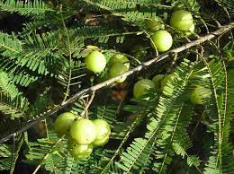 Image result for Phyllanthus udoricola
