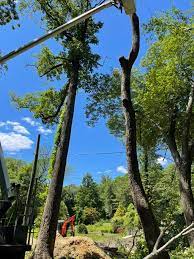 Airy tree, ohio pro's tree service, paul's tree removal, j.b. Robles Tree Service Llc Home Facebook