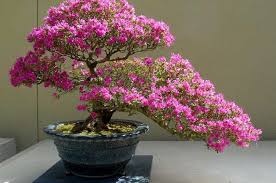 We did not find results for: Bunga Cantik Kesayangan Ibuku Intisari