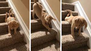 The experience can be new and frightening to a puppy or an older dog who's unfamiliar with it, but the good news is that you can train a scared dog to go up and down the stairs. Adorable Puppy Scared Of Stairs Youtube