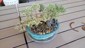 Learn how to take care of juniper bonsai trees in this quick 30 minute crash course. Juniper Bonsai Is Struggling Need Some Advice Details In Comments Bonsai