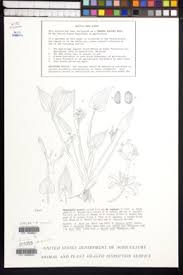 Image result for Monochoria africana