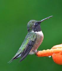 Birds Of A Feather Song Hummingbird Drinking Water Bird Feathers Song Bird Bird