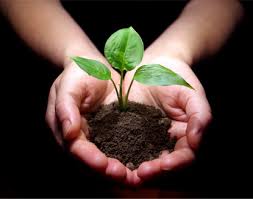 How to get cheap garden soil. Garden Soil What And Where To Buy