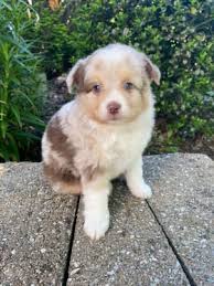 Miniature Australian Shepherd Breeders in Ohio