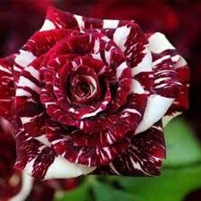 Pin On Blooming Beautiful