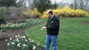 4 Tips For Naturalizing Daffodils Daffodils Planting Daffodils Planting Bulbs