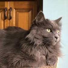 Longhaired cat breeds have beautiful, luscious coats, but they often require more frequent grooming. Nebelung Cat Grey Cat Softest Fur In The World Nebelung Cat Angora Cats Russian Blue Cat