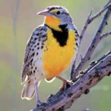 Coloring pages meadowlark meadowlark and oregon grape state bird. Nebraska State Bird Western Meadowlark