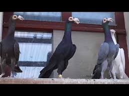 Pigeon | Bird Of Prey, Flight & Migration Patterns | Britannica
