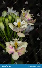 133 Red Epidendrum Orchid Stock Photos ...