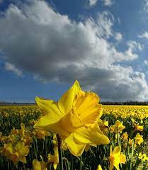 Narcis Fields Near Hillegom Beautiful Gardens Daffodils Bulb Flowers