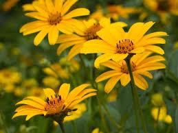 Image result for Aspilia helianthoides