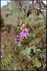 Image result for Tephrosia vogelii