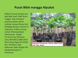 Bibit dan benih tanaman yg kami sediakan diantaranya bibit tanaman buah, bibit tanaman kayu, bibit tanaman hias, bibit. Tabulampot Buah Harga Bibit Buah Buahan Jual Bibit Tanaman Buah Di Be