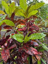 Image result for Croton kilwae