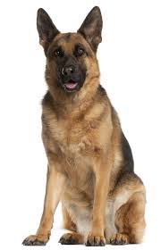 Image result for german shepherd dog