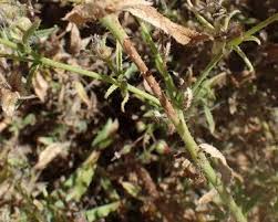 Image result for Trichodesma angustifolium